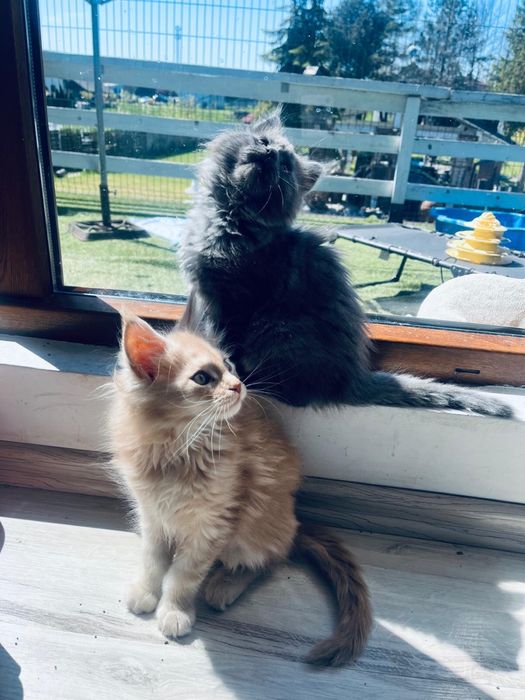 Kocięta Maine Coon rodowód FPL koty kocury