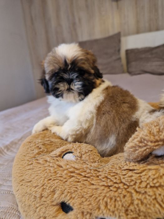 Piękne pieski shih tzu z rodowodem