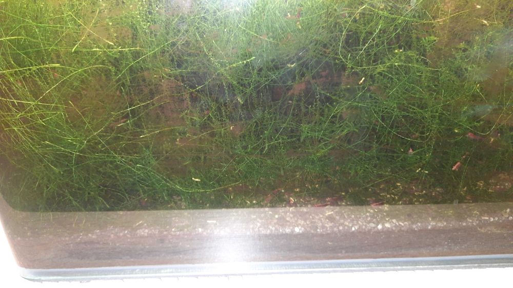 Akwarium krewetkarium sakura red i red cherry i rasowy glon około 200