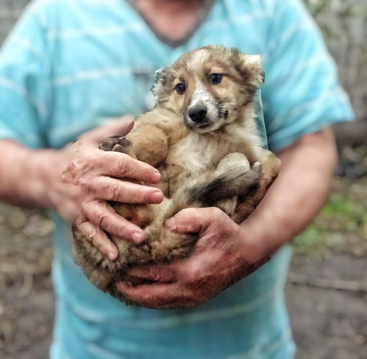 Безкоштовно! Цуценята в добрі руки
