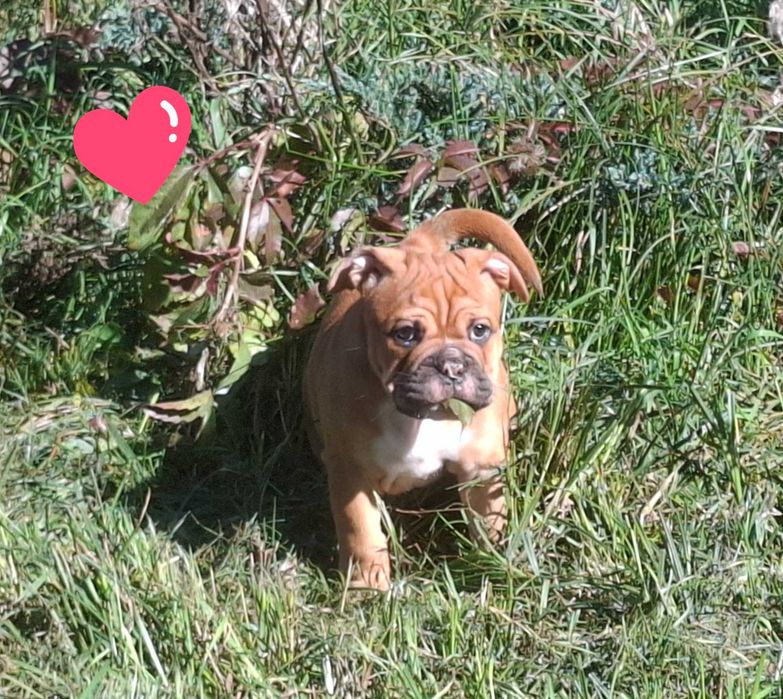 Buldog Kontynentalny