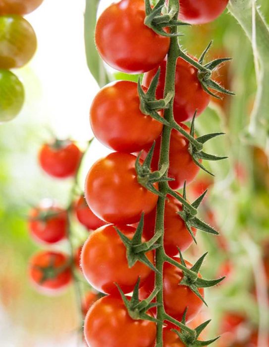 Nasiona pomidorów Holenderskich