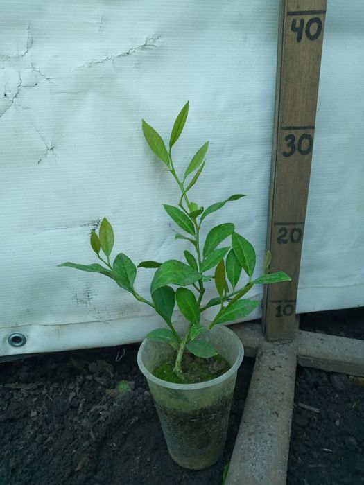 Добротні Лимони кімнатні