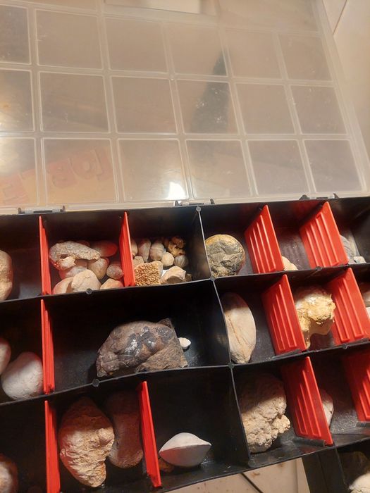 Fósseis: Coleção invertebrados