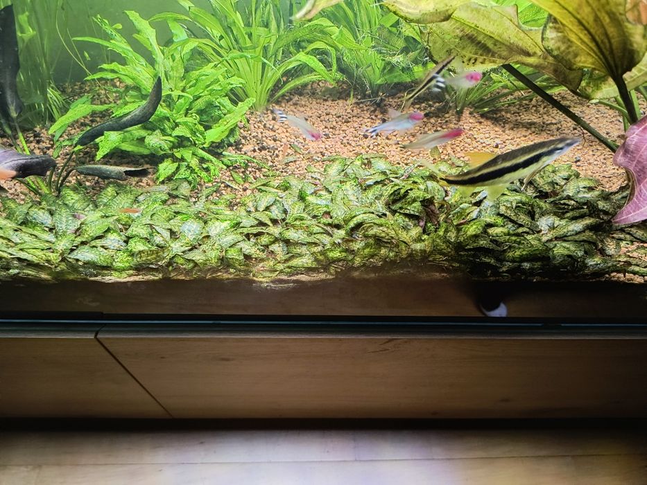 cryptocoryne nurii. Wysyłka!