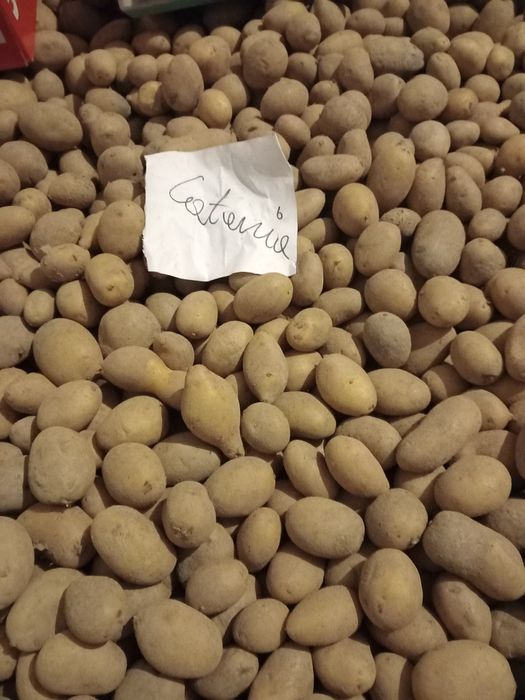 Ziemniaki catania 30-50