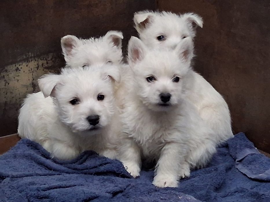 Sliczny szczeniaczek west highland white terrier
