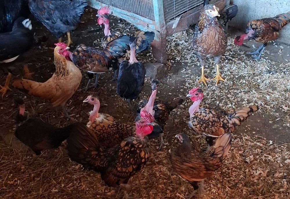 Gansos patos galinhas garnizas