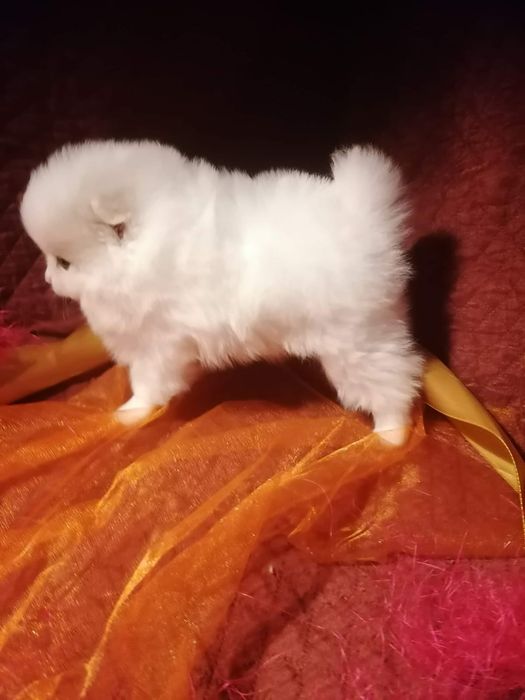 Spitz anão lulu da pomerania  macho