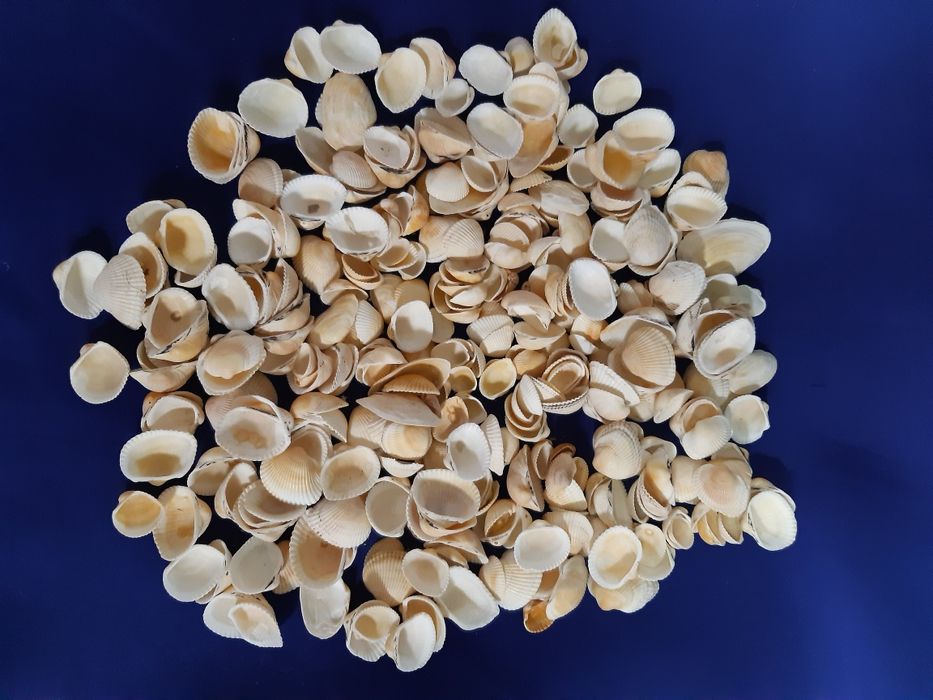 Ракушки с красного моря.