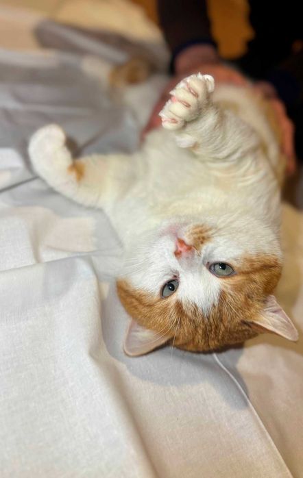 Котик барс Тарас