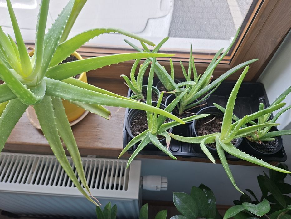 Aloes sadzonki różne rozmiary