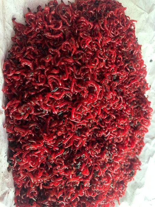 Мотиль крупний рибацький