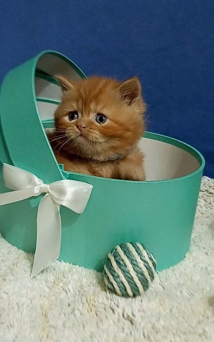 Котенок : Озорной огненный дружочек Хьюго .