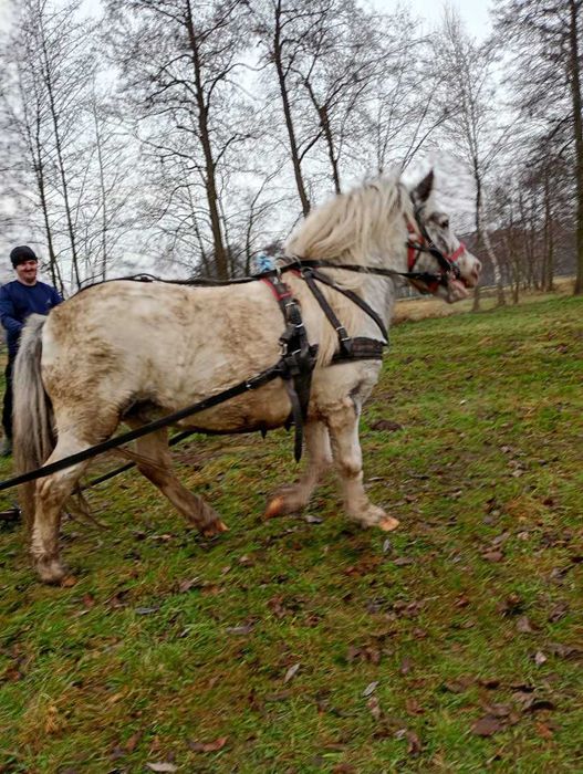 Sprzedam 8 letniego walaszka Taranta