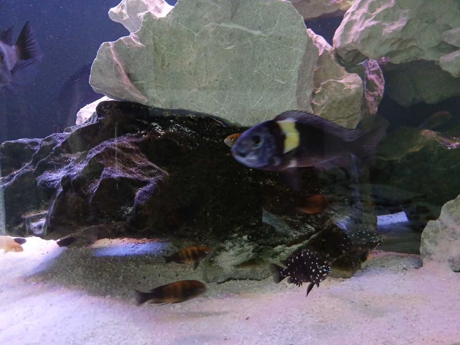 Tropheus  bemba dubois kiriza młode i dorosłe