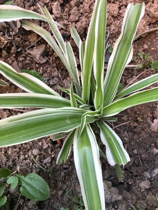 Хлорофітум кущик d. 50 см 90 грн