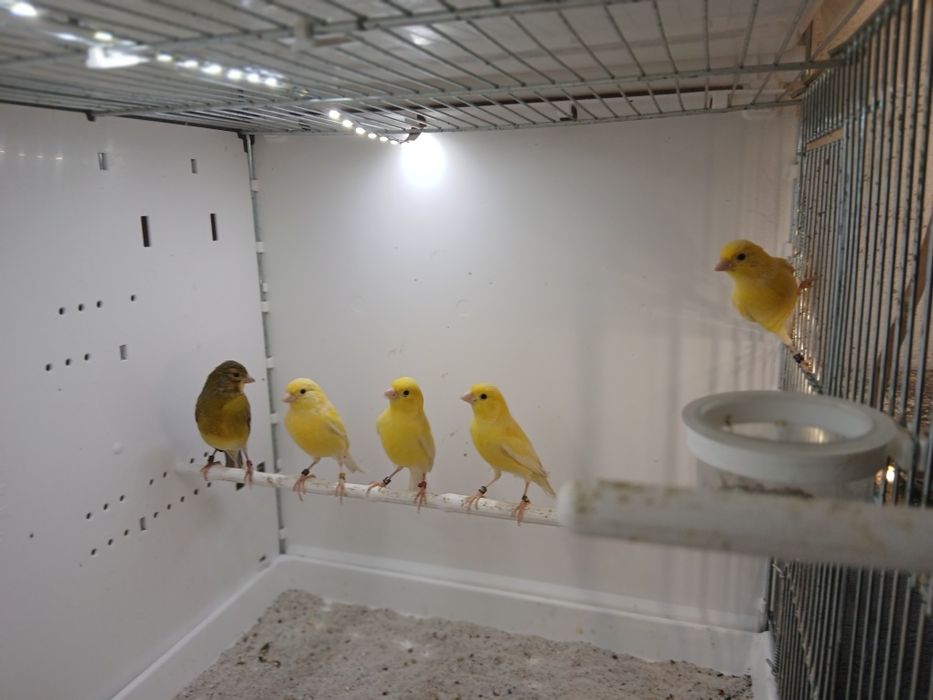 Kanarki miniatura hiszpańska