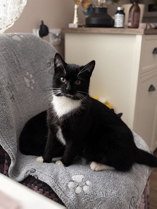 Benio i Ząbek - młode kocurki szukają domu