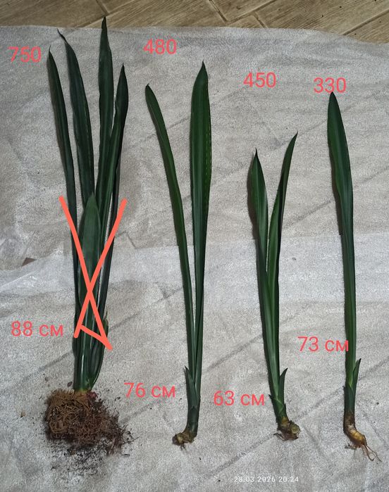 Бандед Нельсон санса і інші