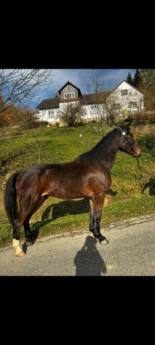 Wałach śląski sprzedam