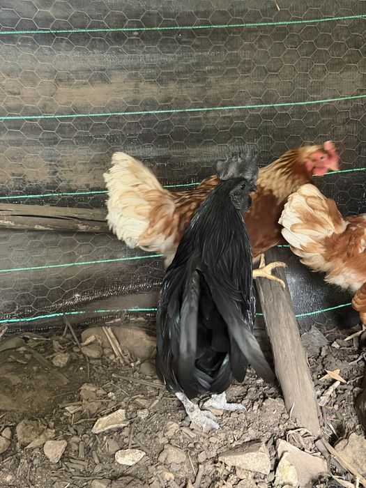 Macho ayam cemani Puro