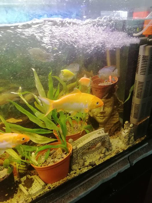 Продам карпа кои