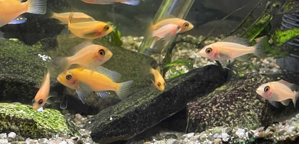 Młode Aulonocara fire fish. Malawi