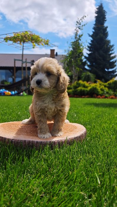 **Cockapoo** cudowny piesek!