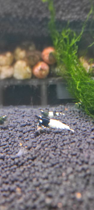 Caridina Pinto SPOTTED BLACK