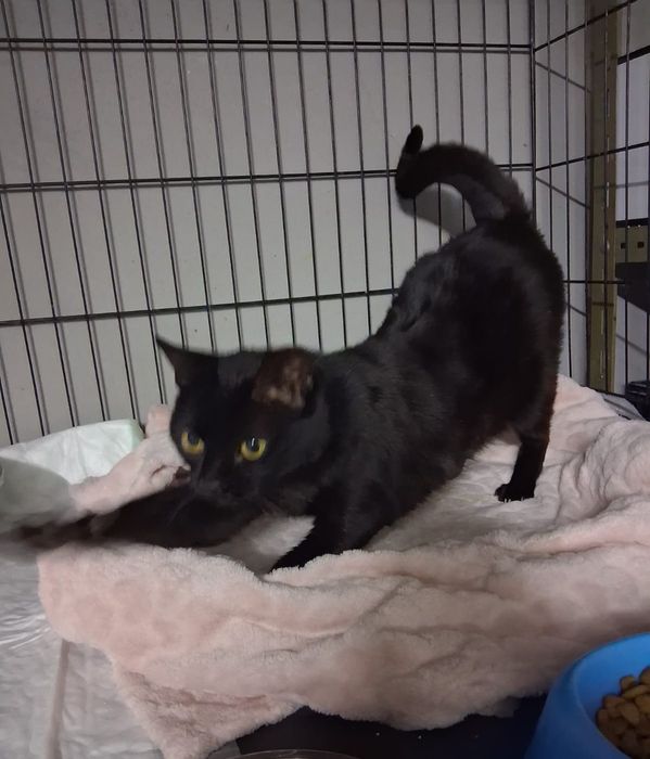 Gatinha com 1 aninho para adopção responsável