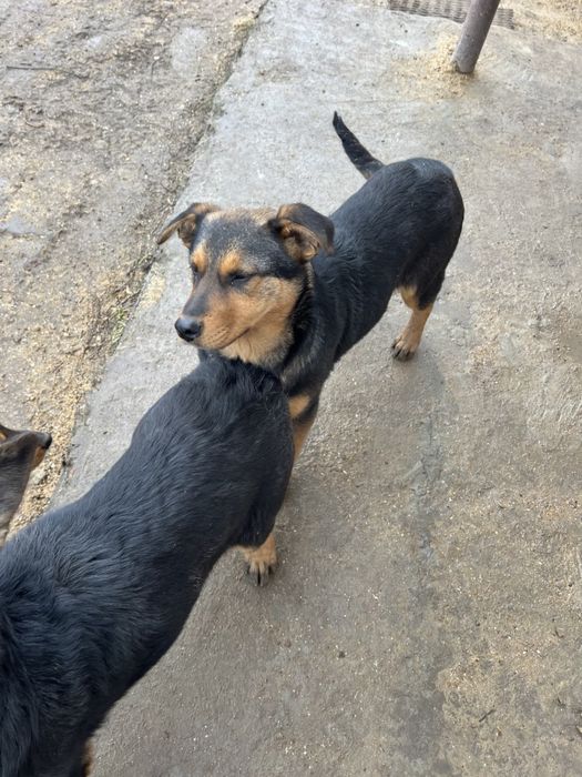 Щенки подрощенные в дом, бесплатно