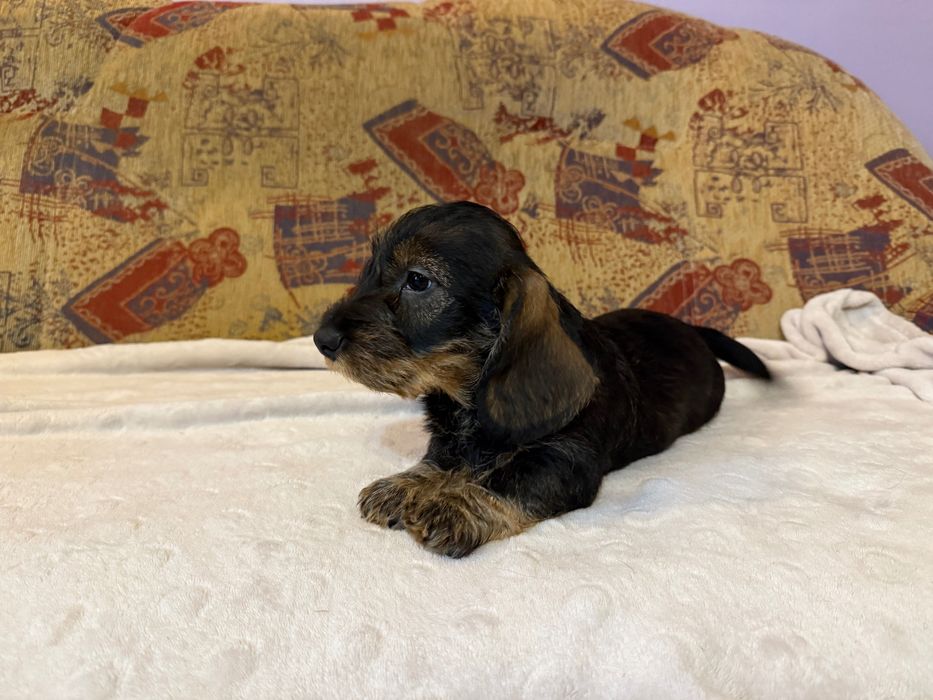 Jamnik szorstkowłosy piesek ur. 20.09.25