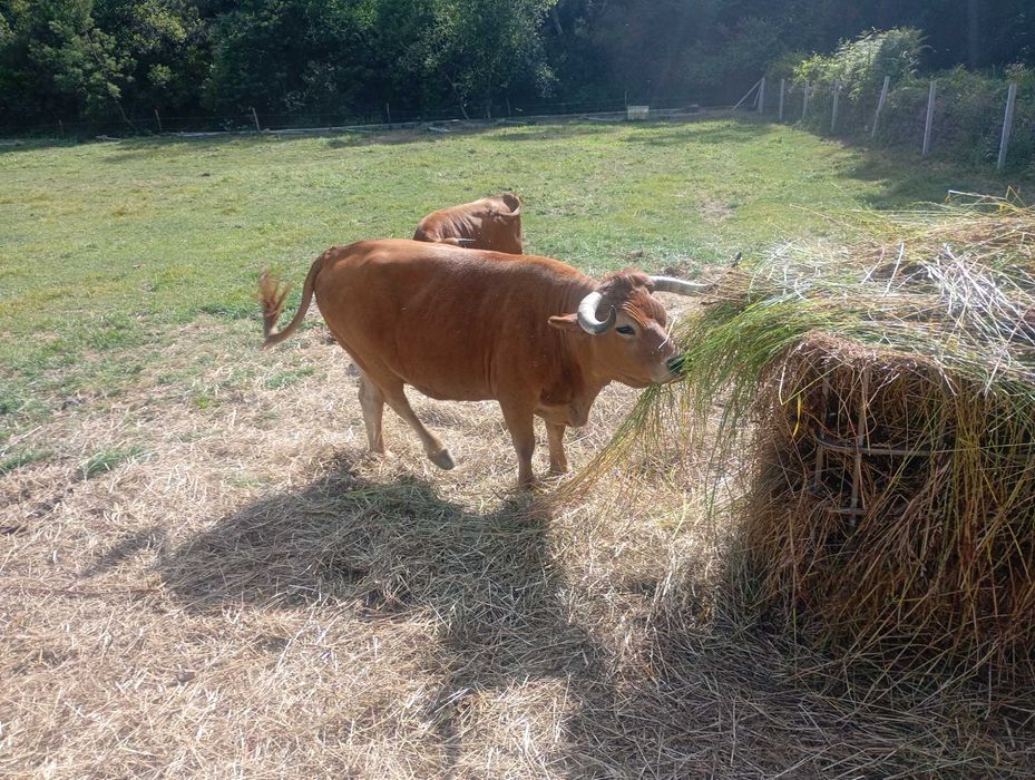 Vaca arouquesa registada