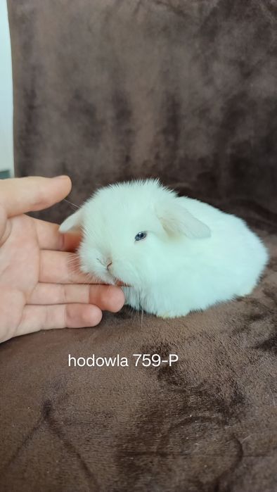 Mini lop króliki karzełek miniaturka baranek hodowla