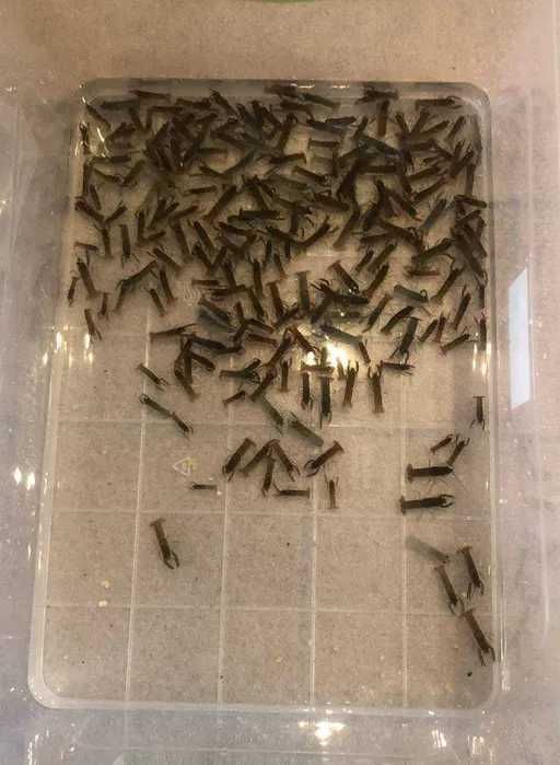 Продам сім'ї  австралійського рака, продаж малька.
