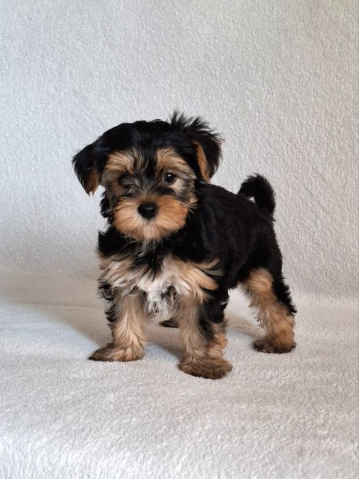 Yorkshire Terrier suczka