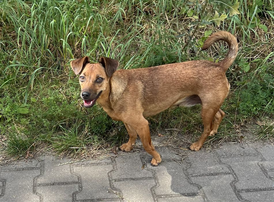 Malutka Zumba szuka domku