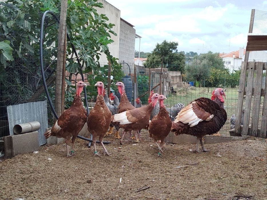 Ovos de peru red bourbon