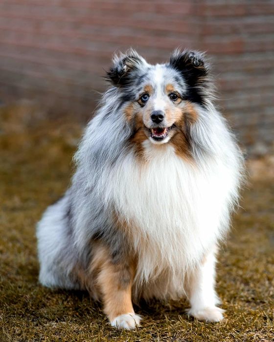 Owczarek szetlandzki - piesek bi black