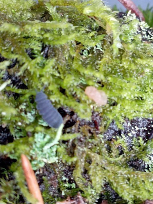 Duże niebieskie skoczogonki