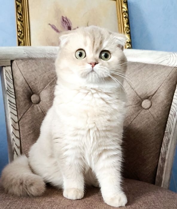 Киев Серебристый вислоухий котик, котенок, красивый малыш. Котята