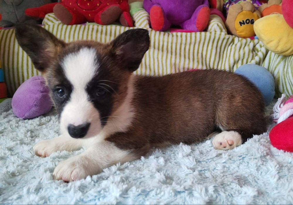 Welsh Corgi Cardigan Wyjatkowa suczka