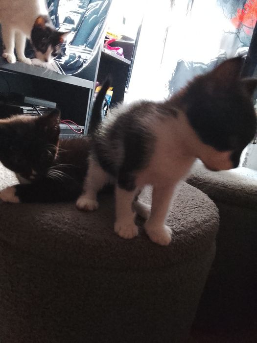 Gatinho e gatinha