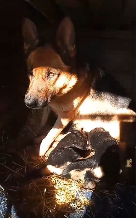 Цуценята німецької вівчарки