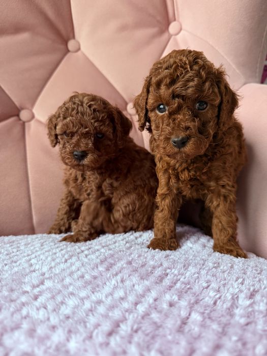 Pudel Toy Red suczka , juz do odbioru!!!