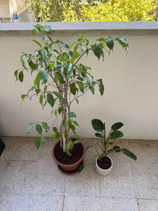 Ficus Benjamina + Philodendron — Plantas em vaso | Conjunto ou separado