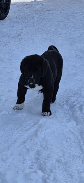 Owczarek środkowoazjatycki ZKwP FCI