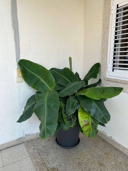 Bananeiras „Musa Dwarf Cavendish“