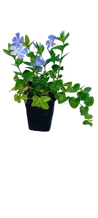 Plantas de Vinca Maior variegada ou nao variegada